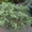 Можжевельник виргинский Grey Owl Co 10  Ландшафтный дизайн, озеленение  #583854