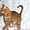 Бенгальский мини леопард, бенгальские котята - <ro>Изображение</ro><ru>Изображение</ru> #2, <ru>Объявление</ru> #631260
