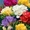 Луковицы и клубни цветов из голландии #614991