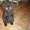 Очаровательные котята от вислоухой кошки пепельного цвета!!! - <ro>Изображение</ro><ru>Изображение</ru> #2, <ru>Объявление</ru> #627967