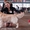 Продам щенков Голден Ретривера от Чемпионов - <ro>Изображение</ro><ru>Изображение</ru> #2, <ru>Объявление</ru> #636664