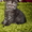 Срочно продам котят британских короткошерстных - <ro>Изображение</ro><ru>Изображение</ru> #1, <ru>Объявление</ru> #669737