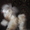 Продажа Харьков.Игрушки-марионетки(собаки и страусы) - <ro>Изображение</ro><ru>Изображение</ru> #2, <ru>Объявление</ru> #677024