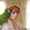 Элитные попугаи из питомника«Г.Р.А.Ф.». - <ro>Изображение</ro><ru>Изображение</ru> #4, <ru>Объявление</ru> #708802