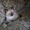 Приглашаем на вязку. Cиамский (тайский) кот. - <ro>Изображение</ro><ru>Изображение</ru> #3, <ru>Объявление</ru> #717595