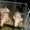 Крысята сфинкс-дамбо на продажу - <ro>Изображение</ro><ru>Изображение</ru> #2, <ru>Объявление</ru> #717592