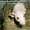 Крысята сфинкс-дамбо на продажу #717592