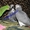 Элитные попугаи из питомника«Г.Р.А.Ф.». - <ro>Изображение</ro><ru>Изображение</ru> #9, <ru>Объявление</ru> #708802