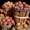 Срочно продам картофель, урожай 2012 года, сорт Белароса (сертифицированный) - <ro>Изображение</ro><ru>Изображение</ru> #1, <ru>Объявление</ru> #741168