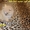 Карликовые эксклюзивные щеночки померанского шпица vip-classa! - <ro>Изображение</ro><ru>Изображение</ru> #8, <ru>Объявление</ru> #756352