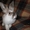 карликовые вислоухие,голландские и львиноголовые кролики - <ro>Изображение</ro><ru>Изображение</ru> #8, <ru>Объявление</ru> #100458