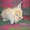 карликовые вислоухие,голландские и львиноголовые кролики - <ro>Изображение</ro><ru>Изображение</ru> #3, <ru>Объявление</ru> #100458