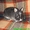 карликовые вислоухие,голландские и львиноголовые кролики - <ro>Изображение</ro><ru>Изображение</ru> #7, <ru>Объявление</ru> #100458
