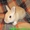 карликовые вислоухие,голландские и львиноголовые кролики - <ro>Изображение</ro><ru>Изображение</ru> #5, <ru>Объявление</ru> #100458