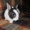 карликовые вислоухие,голландские и львиноголовые кролики - <ro>Изображение</ro><ru>Изображение</ru> #4, <ru>Объявление</ru> #100458