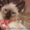 ♥♥♥ продам сиамских котят ♥♥♥ - <ro>Изображение</ro><ru>Изображение</ru> #1, <ru>Объявление</ru> #793383