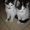 Двое из ларца  красивых пушистых котенка дарим в хорошие заботливые руки #794510