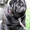 Очень перспективные щенки мопса черный и беж. - <ro>Изображение</ro><ru>Изображение</ru> #3, <ru>Объявление</ru> #792063