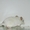 Шиншиллы самых красивых окрасов из домашнего питомника. - <ro>Изображение</ro><ru>Изображение</ru> #1, <ru>Объявление</ru> #792062