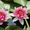 Водяные лилии, кувшинки, нимфеи, водяной гиацинт, водные растения - <ro>Изображение</ro><ru>Изображение</ru> #3, <ru>Объявление</ru> #826134
