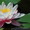 Водяные лилии, кувшинки, нимфеи, водяной гиацинт, водные растения - <ro>Изображение</ro><ru>Изображение</ru> #5, <ru>Объявление</ru> #826134