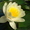 Водяные лилии, кувшинки, нимфеи, водяной гиацинт, водные растения - <ro>Изображение</ro><ru>Изображение</ru> #7, <ru>Объявление</ru> #826134