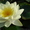Водяные лилии, кувшинки, нимфеи, водяной гиацинт, водные растения - <ro>Изображение</ro><ru>Изображение</ru> #6, <ru>Объявление</ru> #826134