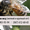 Куплю мед (пчелы) крупным и мелким оптом в Харькове #829945