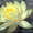 Водяные лилии, кувшинки, нимфеи, водяной гиацинт, водные растения - <ro>Изображение</ro><ru>Изображение</ru> #9, <ru>Объявление</ru> #826134