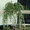 Деревья декоративные,  саженцы #826142