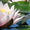 Водяные лилии, кувшинки, нимфеи, водяной гиацинт, водные растения - <ro>Изображение</ro><ru>Изображение</ru> #8, <ru>Объявление</ru> #826134