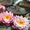 Водяные лилии, кувшинки, нимфеи, водяной гиацинт, водные растения - <ro>Изображение</ro><ru>Изображение</ru> #4, <ru>Объявление</ru> #826134