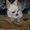 Бело-кремовый  кобель  чихуахуа для вязки. - <ro>Изображение</ro><ru>Изображение</ru> #4, <ru>Объявление</ru> #803492