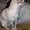 Бело-кремовый  кобель  чихуахуа для вязки. - <ro>Изображение</ro><ru>Изображение</ru> #3, <ru>Объявление</ru> #803492