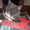 Шикарный длинношёрстный кот (приблудился) - <ro>Изображение</ro><ru>Изображение</ru> #4, <ru>Объявление</ru> #843466