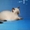 Шотландские котята гималайского окраса, сил-пойнт и чоклит-пойнт. - <ro>Изображение</ro><ru>Изображение</ru> #2, <ru>Объявление</ru> #839477