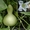 Лагенария семена 5 семян 1 гривна - <ro>Изображение</ro><ru>Изображение</ru> #3, <ru>Объявление</ru> #851863