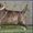 Высокопородные щенки Американского стаффтерьера  - <ro>Изображение</ro><ru>Изображение</ru> #5, <ru>Объявление</ru> #871522