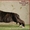 Высокопородные щенки Американского стаффтерьера  - <ro>Изображение</ro><ru>Изображение</ru> #4, <ru>Объявление</ru> #871522
