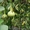 Лагенария семена 5 семян 1 гривна - <ro>Изображение</ro><ru>Изображение</ru> #2, <ru>Объявление</ru> #851863