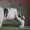 Высокопородные щенки Американского стаффтерьера  - <ro>Изображение</ro><ru>Изображение</ru> #6, <ru>Объявление</ru> #871522