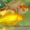 Карпы Кои,Кометы (золотые рыбки, карпы кои)  для прудов и аквариумов - <ro>Изображение</ro><ru>Изображение</ru> #3, <ru>Объявление</ru> #826747