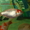 Карпы Кои,Кометы (золотые рыбки, карпы кои)  для прудов и аквариумов - <ro>Изображение</ro><ru>Изображение</ru> #4, <ru>Объявление</ru> #826747