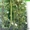 Лагенария семена 5 семян 1 гривна - <ro>Изображение</ro><ru>Изображение</ru> #1, <ru>Объявление</ru> #851863