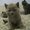 Британские котята! - <ro>Изображение</ro><ru>Изображение</ru> #2, <ru>Объявление</ru> #851777