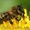 Продам товары для пчеловодства: пыльцеуловители и сушь (рутовскую) #867547