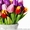 тюльпаны в Харькове оптом к 8-му марта  #854691