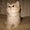 Шотладские тикированные котята - <ro>Изображение</ro><ru>Изображение</ru> #2, <ru>Объявление</ru> #876662