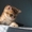 Шотладские тикированные котята - <ro>Изображение</ro><ru>Изображение</ru> #3, <ru>Объявление</ru> #876662