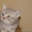 Шотладские тикированные котята - <ro>Изображение</ro><ru>Изображение</ru> #4, <ru>Объявление</ru> #876662